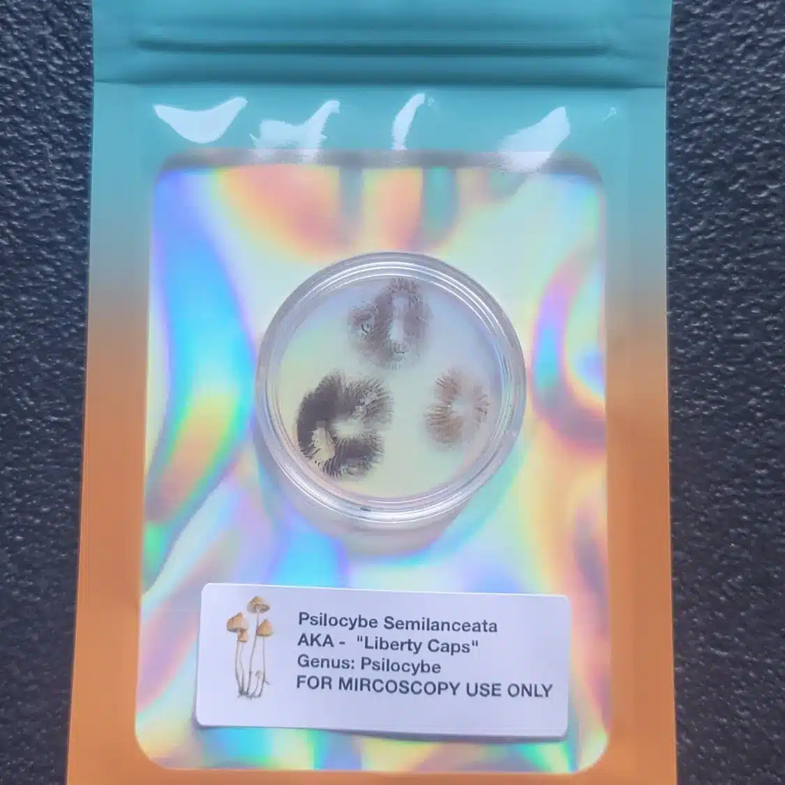 Psilocybe semilanceata Liberty Cap spore print showing deep reddish purple-brown deposit.