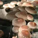 Shitake Mushroom Liquid Culture