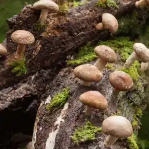 Cluster of Shiitake mushrooms growing on a log, highlighting textured caps and organic growth patterns.