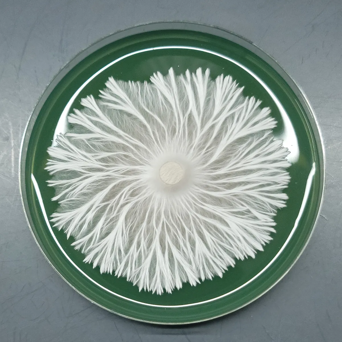 Pe7 Mycelium on a green Petri dish. Growing in a spiral form.