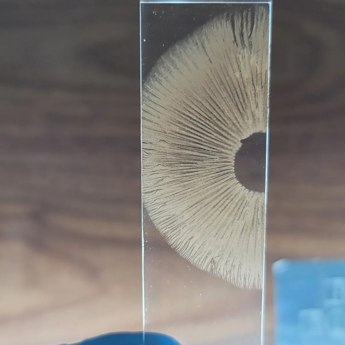 Spore Glass Slides are dry mount spore print on microscope slides to make microscopy easier.