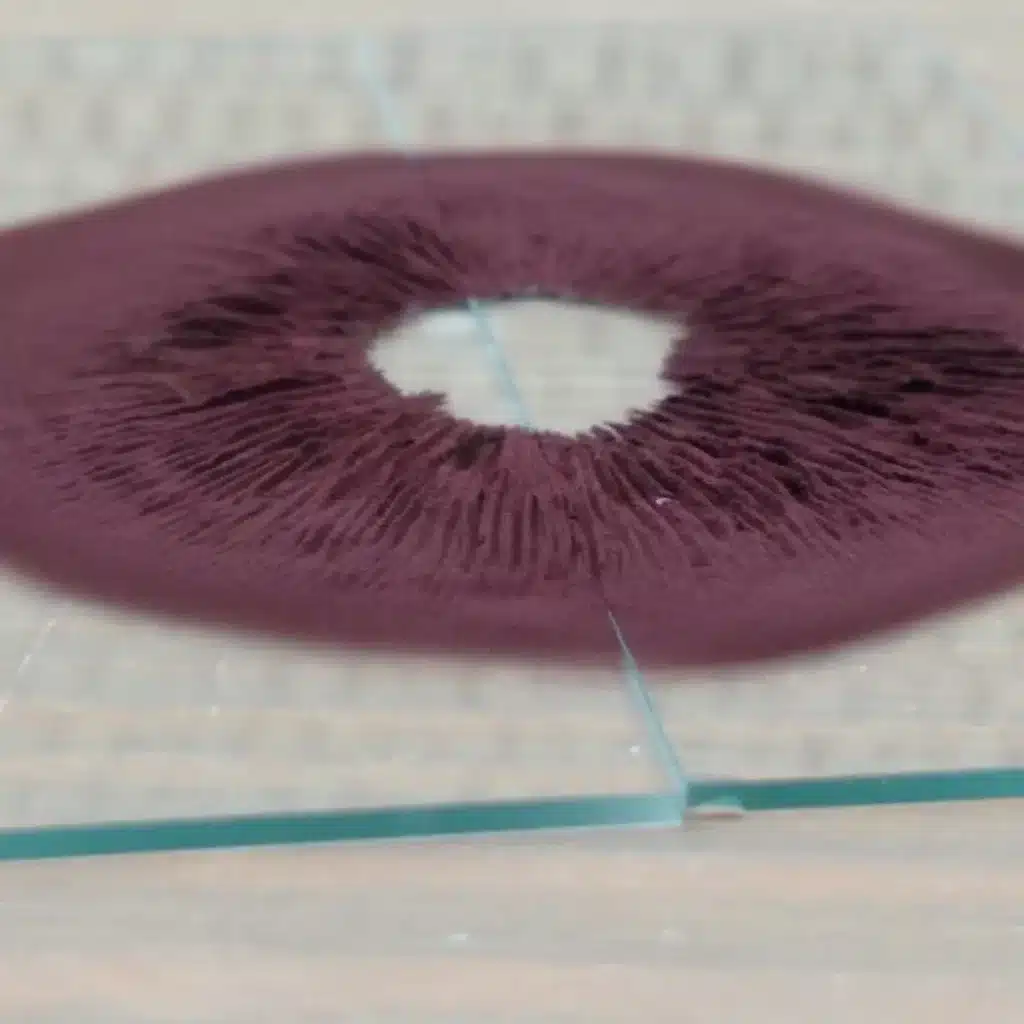 Purple Spore print taken on microscope slides. These dry mount slides are easy for microscopy use.