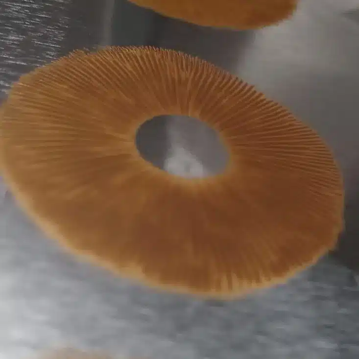 how-to-store-mushroom-spores