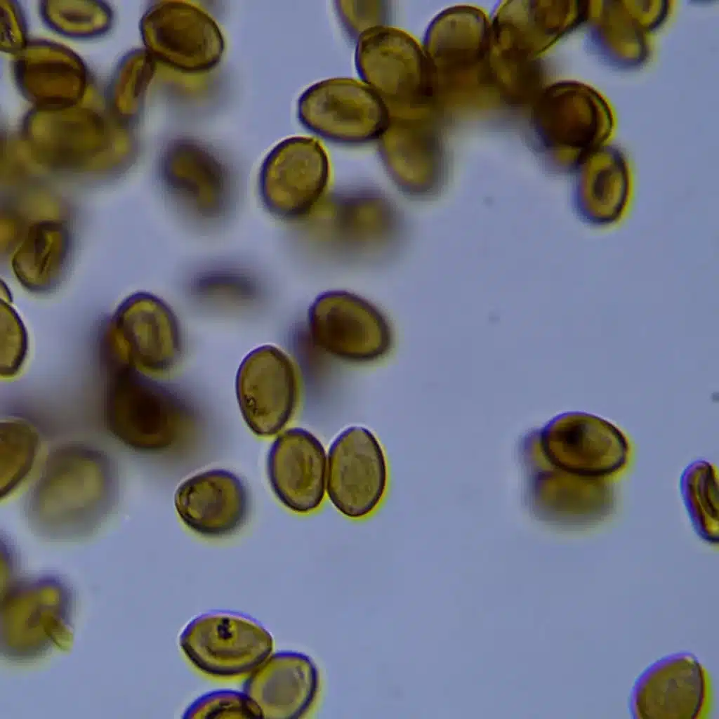 Golden Spores under a microscope view