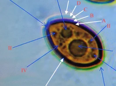 What are Mushroom Spores
