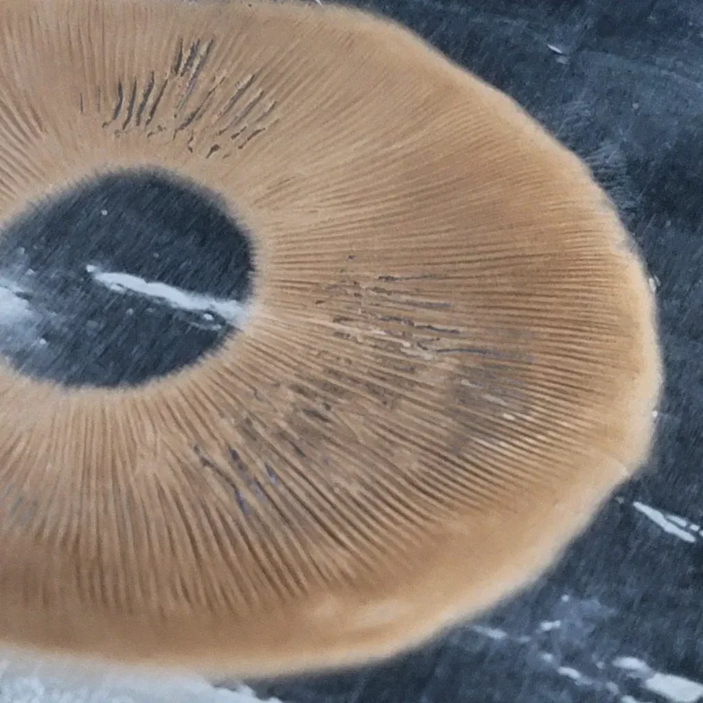 BAPER Rust Spore print on foil showing off its rusty brown to orange spores.