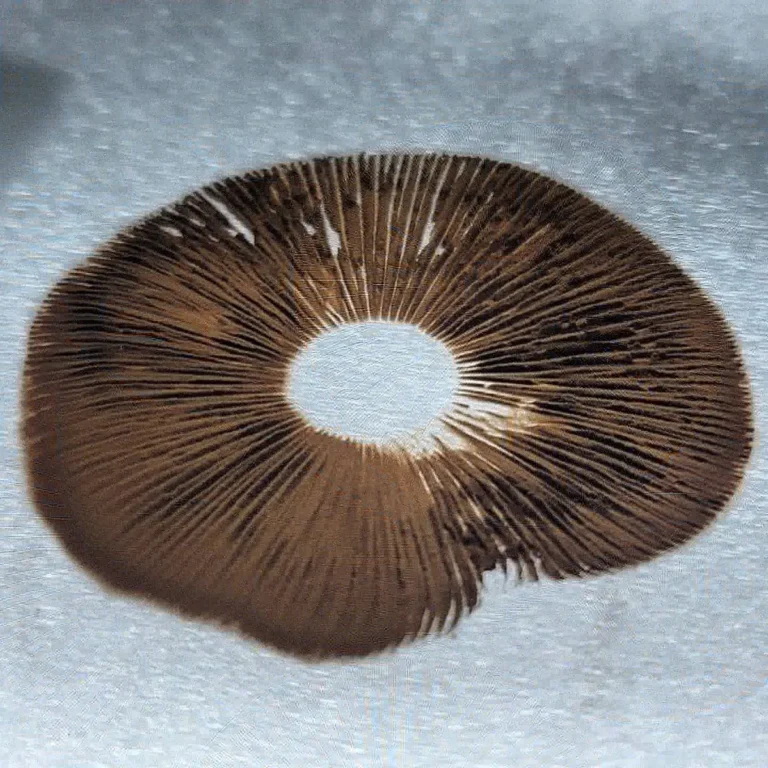 Spore print on foil showing dense circular deposit of dark purplish spores.