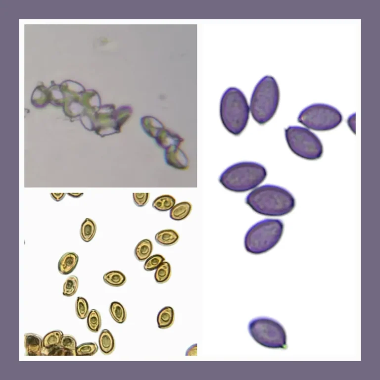 Three separate images showing that cubensis can have many colorations of spores. Including Purple, yellow and clear.
