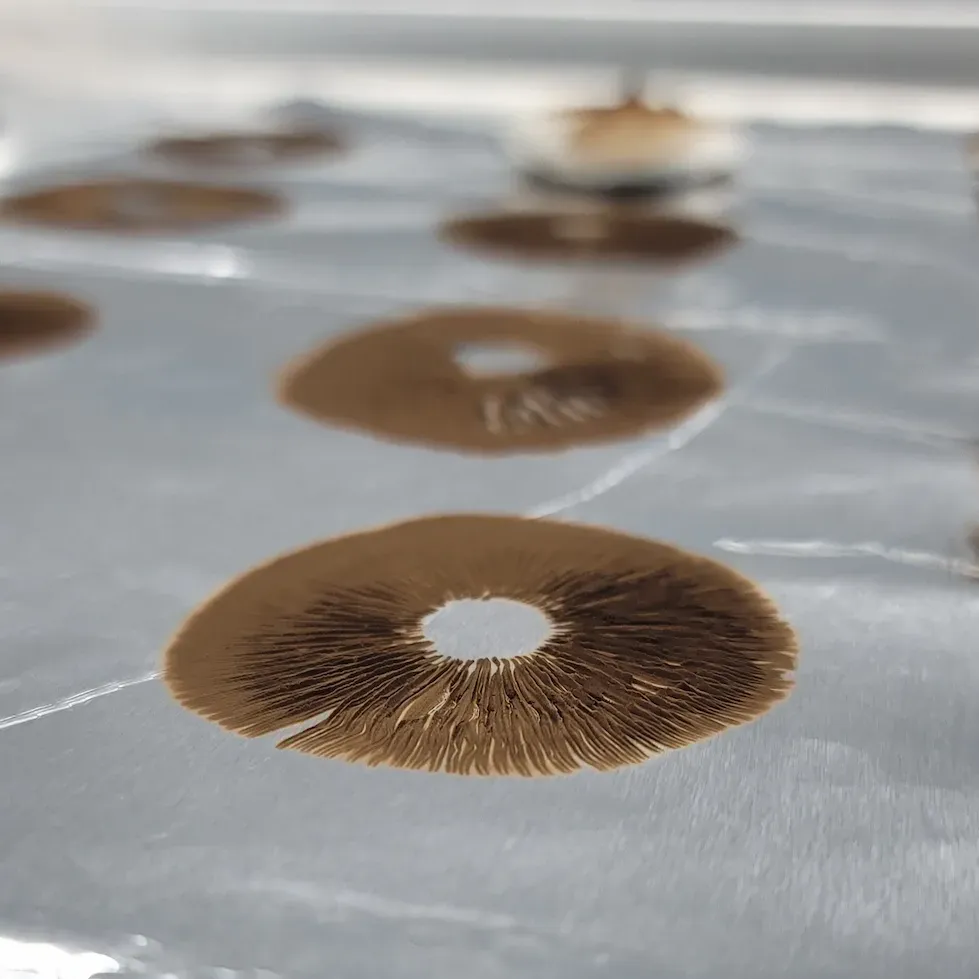 how-to-store-mushroom-spores