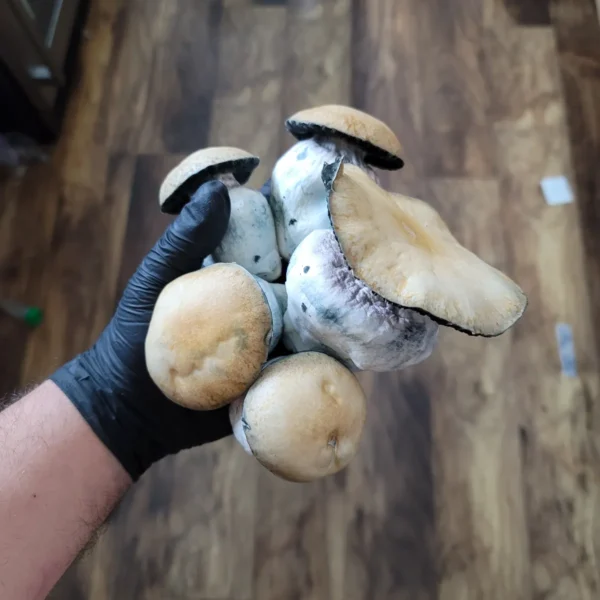 Giant Squat Mac cubensis mushroom with dense cap and sturdy stem, featured in the 100 Gram Club collection.
