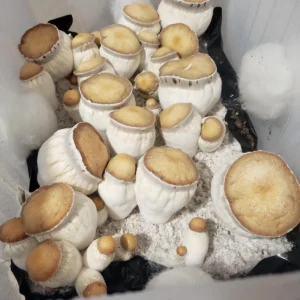 Cluster of Squat Mac cubensis fruiting bodies, stocky mushrooms with wide caps.
