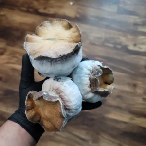 Massive Squat Mac Psilocybe cubensis fruiting body over 100 grams, thick and compact in form.