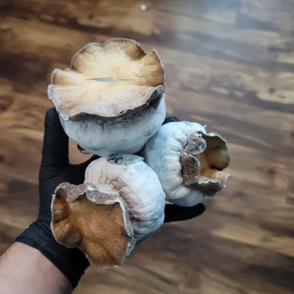 Massive Squat Mac Psilocybe cubensis fruiting body over 100 grams, thick and compact in form.