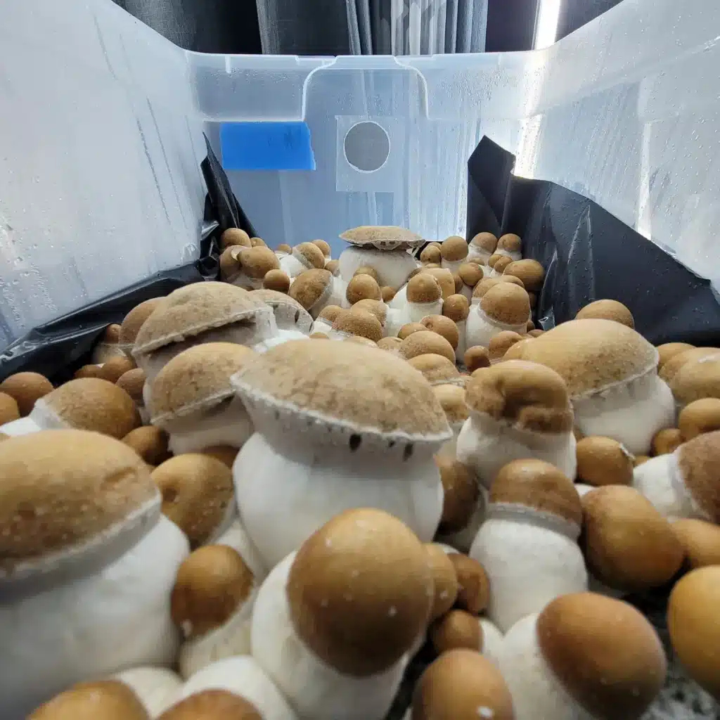 Squat Mac mushrooms, fat bulbous and brown.