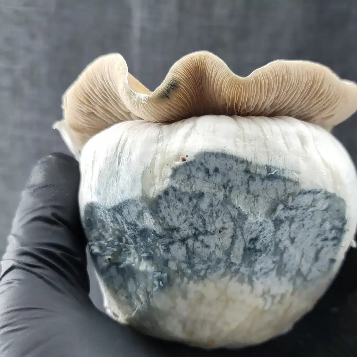 Blued Squat Mac Cubensis mushroom