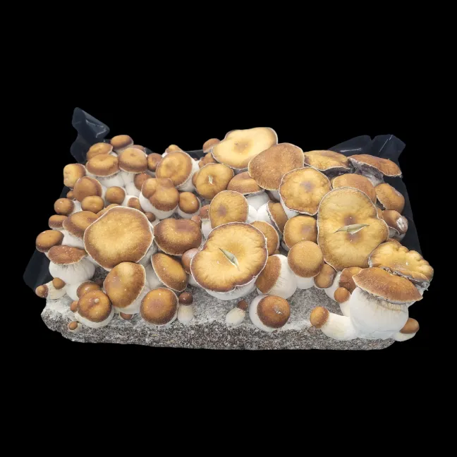 A tub of Squat Mac mushrooms that are missive flushing on a cultivation tub. They have brown caps and are shaped like balls.