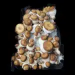 Squat Mac Isolated Spore Syringe