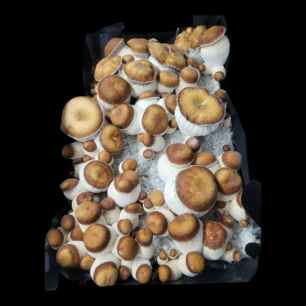 Squat Mac Psilocybe cubensis with thick, short stems and compact cap structure.