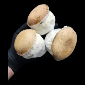 Three massive Squat Mac Mushrooms being held in a hand. The mushrooms are the size of baseballs. The squat Mac produces purple mushroom spores.