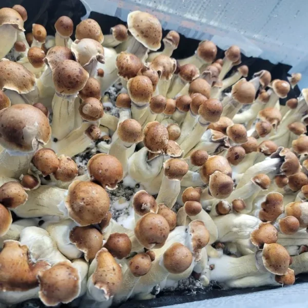 Close-up of Steel Magnolia mushrooms showing rich dark brown to purple spores and classic Melmac coloration.