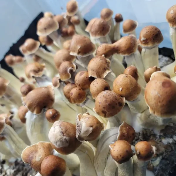 Steel Magnolia Psilocybe cubensis hybrid displaying distinctive bulbous caps and classic Melmac coloration for collectors.