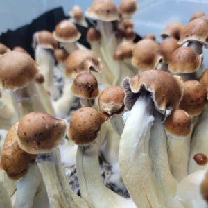 Steel Magnolia Psilocybe cubensis mushrooms, cross of Blue Magnolia and Penis Envy, with deep brown bulbous caps.