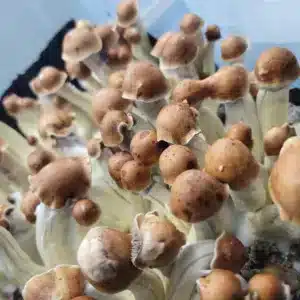 Cluster of Steel Magnolia fruiting bodies with bulbous caps and subtle waves, ideal for microscopy study.