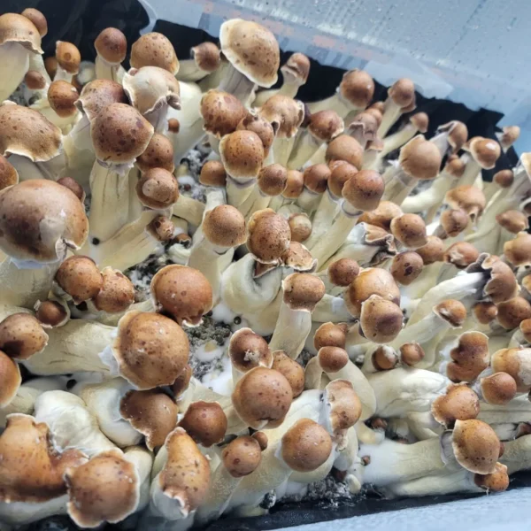 Steel Magnolia mushrooms cultivated for research, showcasing deep brown caps and rich purple-brown spores.