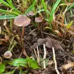 Psilocybe Stuntzii Spore Print