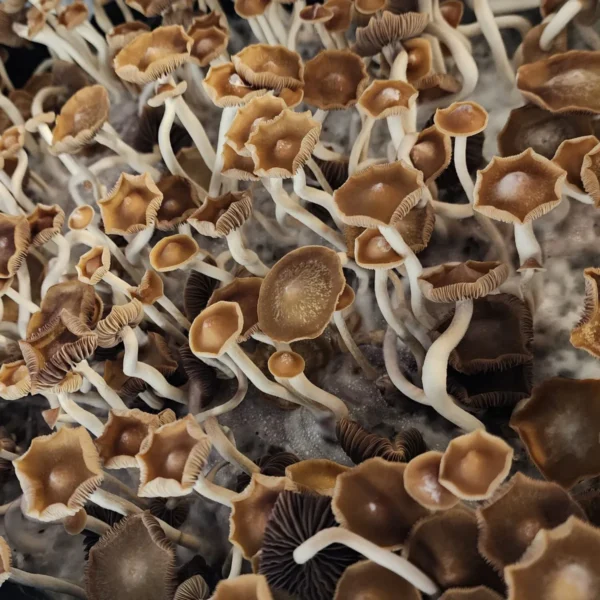 Close-up of tall, thin Psilocybe Subtropicalis mushrooms with soft tan caps, a rare Mexican subtropical variety.