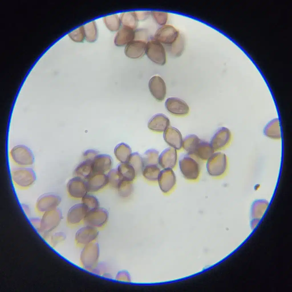 Magnified view of Psilocybe Subtropicalis spores, measuring approximately 7 x 12 micrometers, revealing fine microscopic features.