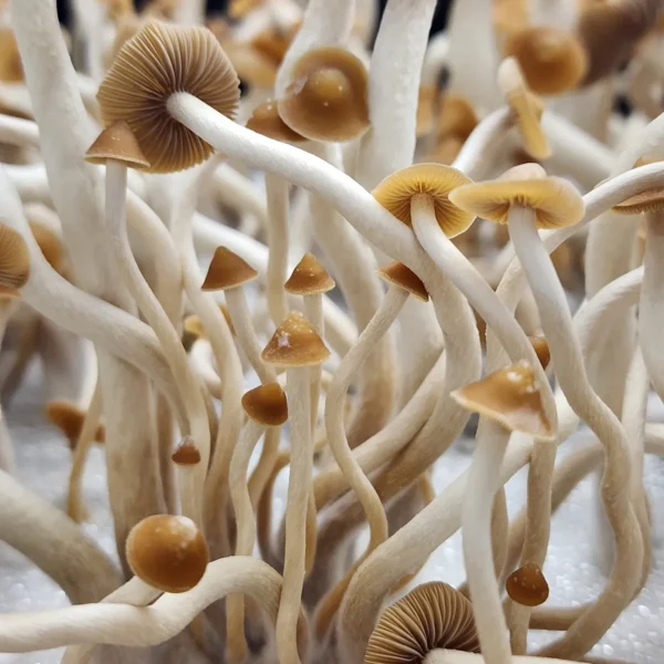 Rare slender Psilocybe Subtropicalis mushrooms in a natural setting, highlighting tan caps and delicate stems.
