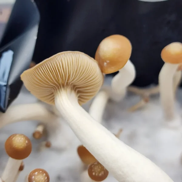 Group of Psilocybe Subtropicalis mushrooms, featuring elongated stems and smooth tan caps, native to subtropical regions.