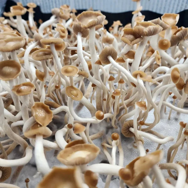 Slim, tan-capped Psilocybe Subtropicalis mushrooms growing closely together in their subtropical habitat.