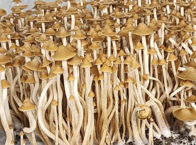 Psilocybe Subtropicalis:  The Ever-Living Mystery of Semperviva and Its Taxonomic Saga