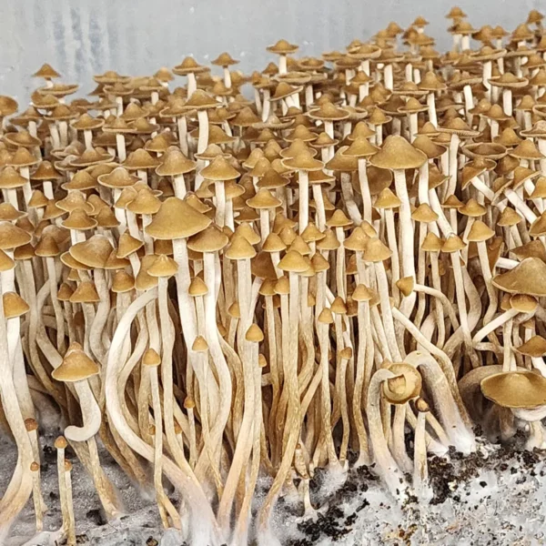 Rare Psilocybe Subtropicalis fruit bodies with elongated stems and light tan caps emerging from a natural substrate.