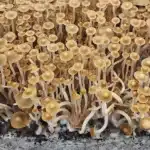 Psilocybe Subtropicalis - Semperviva Spore Print