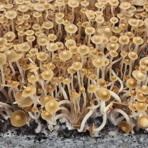 Tall, slender Psilocybe Subtropicalis mushrooms with tan caps growing in a cluster, native to the Sierra Nevada foothills of Mexico.