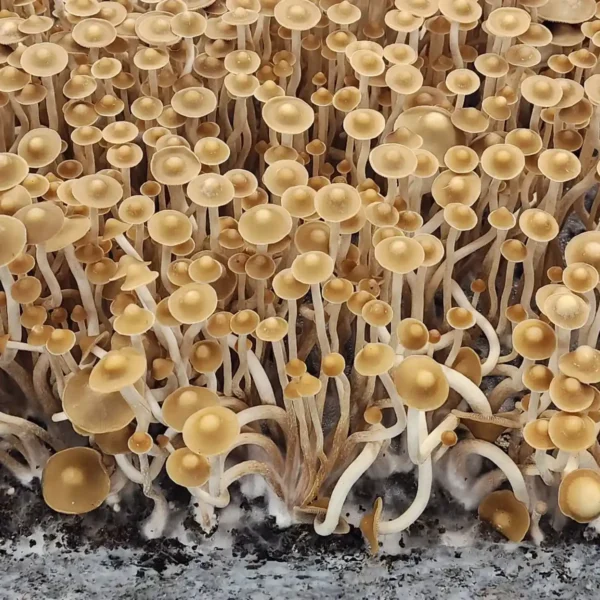 Tall, slender Psilocybe Subtropicalis mushrooms with tan caps growing in a cluster, native to the Sierra Nevada foothills of Mexico.