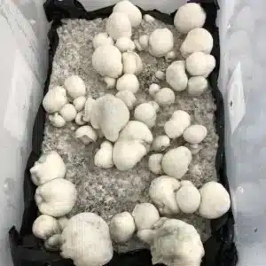 Close-up of albino spores from Super Ape isolated syringe, 7 x 12 micrometers.