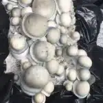 Super Ape Isolated Spore Syringe