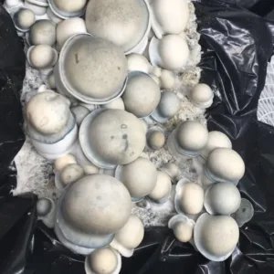 Super Ape Isolated Syringe for microscopy, featuring albino Psilocybe cubensis spores.