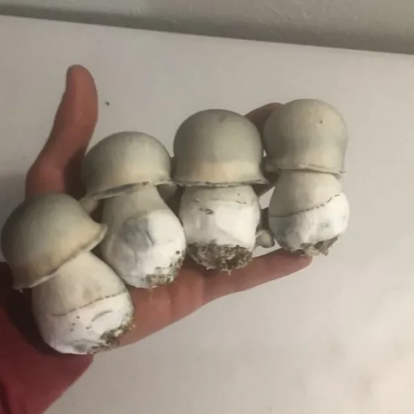Super Ape albino Psilocybe cubensis syringe ready for spore observation under microscope.