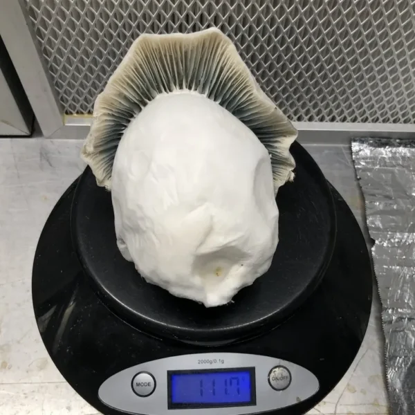 Medium to large gills of Super Ape Psilocybe cubensis, producing albino spores.