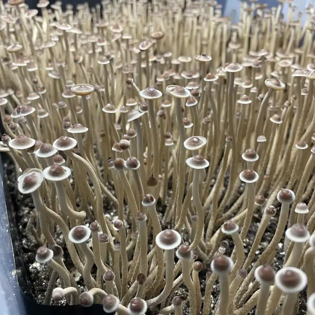 Cluster of slender Tampanensis mushrooms producing tiny caps, with visible brown sclerotia forming beneath the surface.