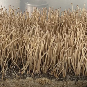 Side view of small Tampanensis fruiting bodies, slender stems, and tight gills, with miniature truffle-like sclerotia in substrate.
