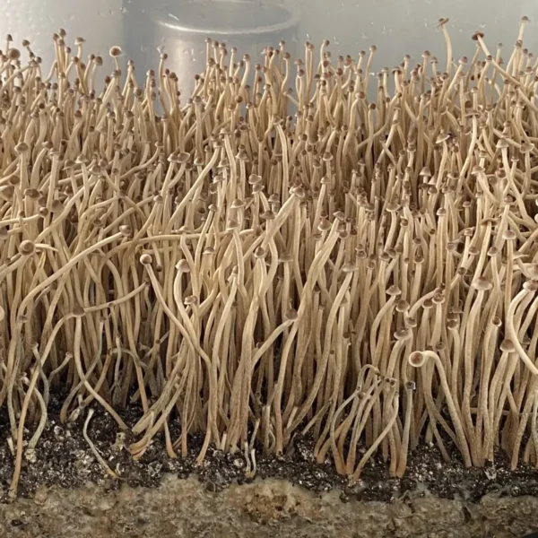 Side view of small Tampanensis fruiting bodies, slender stems, and tight gills, with miniature truffle-like sclerotia in substrate.