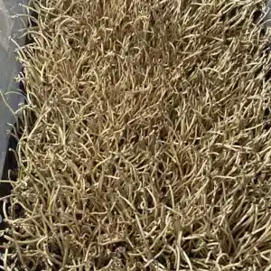 Close-up of ultra-thin Tampanensis mushrooms, caps ranging from 0.5 to 1 cm, with purple-brown spore deposit visible.