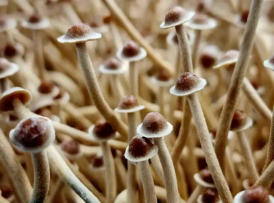 Psilocybe Tampanensis