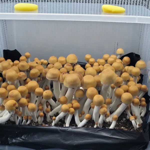 Texas Yellow Cap mushrooms with white stripes and large bulbous caps that are bright orange in a tub with a full flush with many mushrooms.